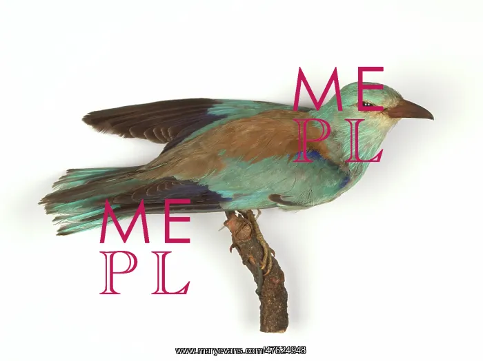 : Coracias garrulus, European roller : Coracias garrulus, European roller
