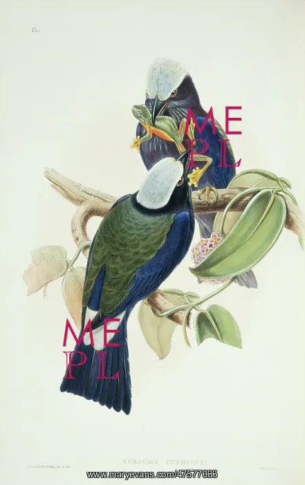: Coracias temminckii, purple-winged roller : Coracias temminckii, purple-winged roller