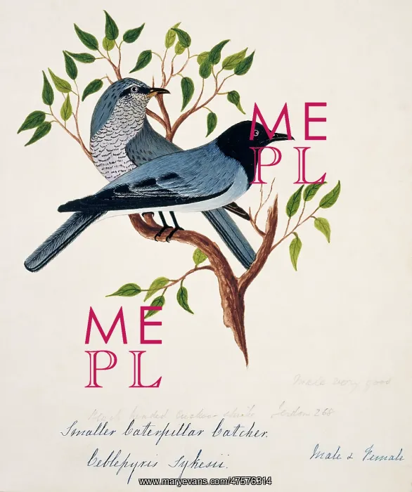 : Coracina melanoptera, black-headed cuckoo-shrike : Coracina melanoptera, black-headed cuckoo-shrike