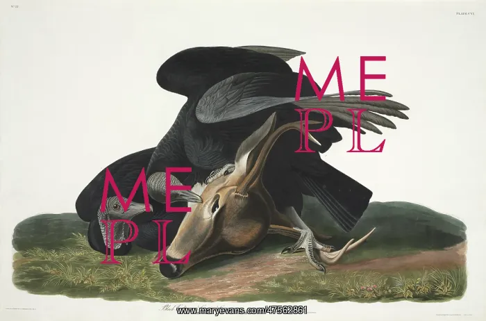 : Coragyps atratus, black vulture : Coragyps atratus, black vulture