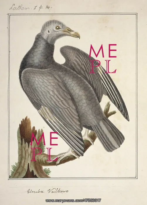 : Coragyps atratus, black vulture : Coragyps atratus, black vulture