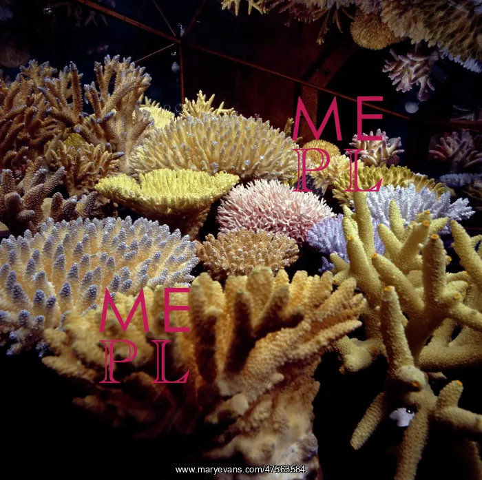 : Coral collection : Coral collection