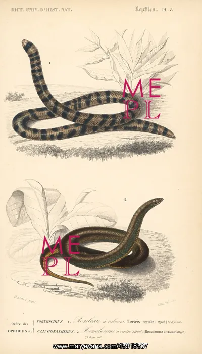 : Coral cylinder snake and common slug eater : Coral cylinder snake and common slug eater