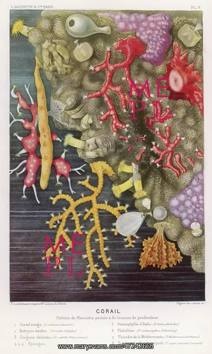 : Coral - Fredol - Various : Coral - Fredol - Various