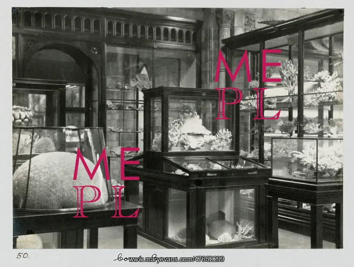 : Coral Gallery c.1895 : Coral Gallery c.1895