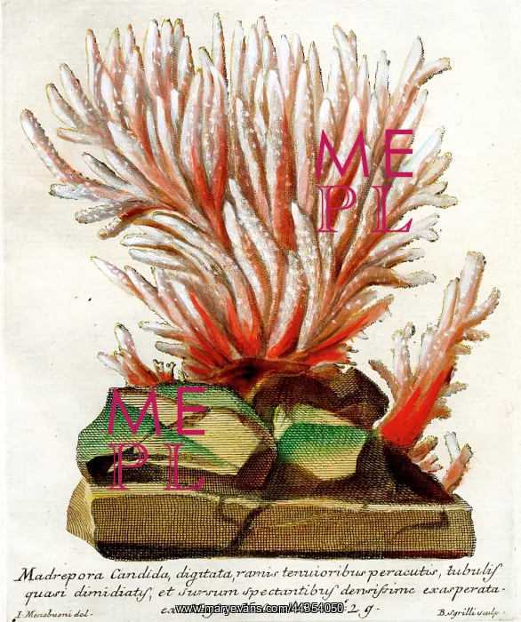  : Coral - Madrepora Candida