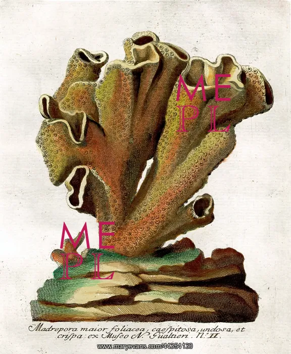  : Coral - Madrepora Major
