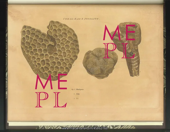  : Coral Rag fossils