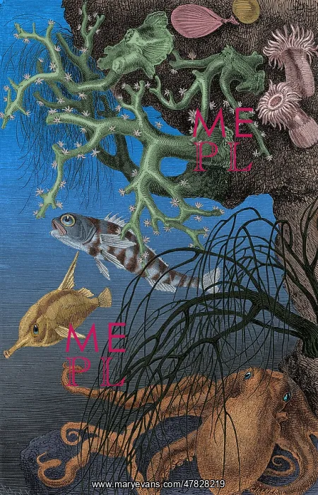 : Coral Reef and Cuttlefish, 19th century : Coral Reef and Cuttlefish, 19th century
