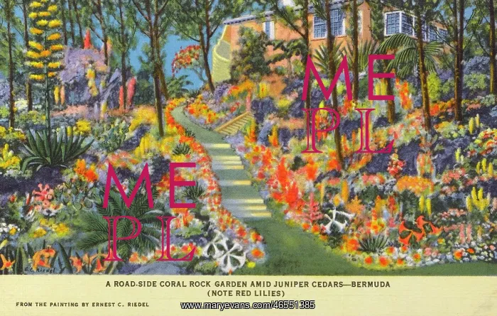 : Coral Rock Garden - Bermuda : Coral Rock Garden - Bermuda