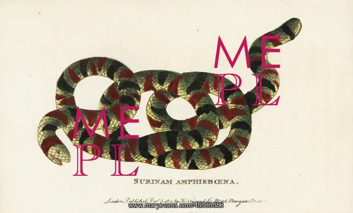 : Coral snake, Micrurus surinamensis : Coral snake, Micrurus surinamensis