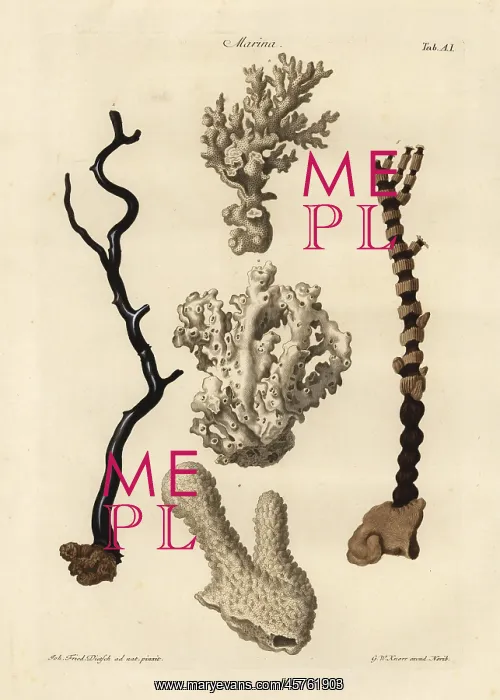 : Coral species : Coral species