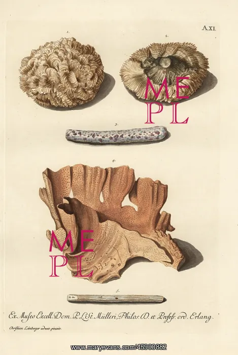 : Coral species : Coral species