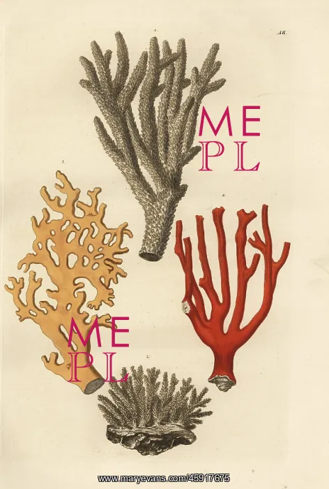 : Coral species : Coral species