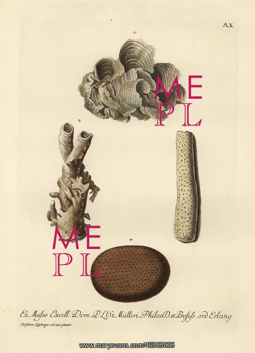 : Coral species : Coral species