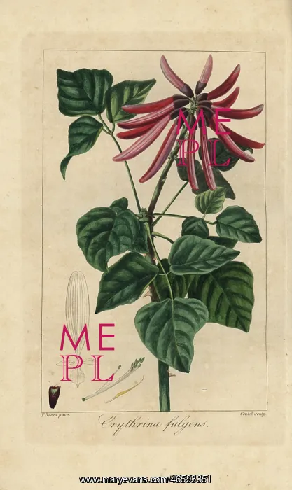 : Coral tree, Erythrina americana, native to : Coral tree, Erythrina americana, native to