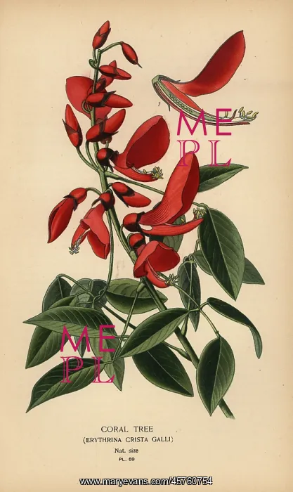 : Coral tree, Erythrina crista-galli : Coral tree, Erythrina crista-galli