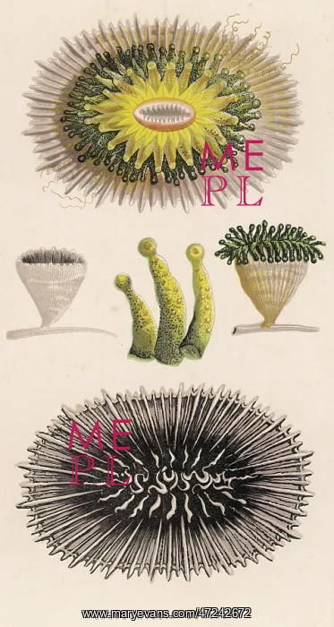  : CORAL / VARIOUS / 1870