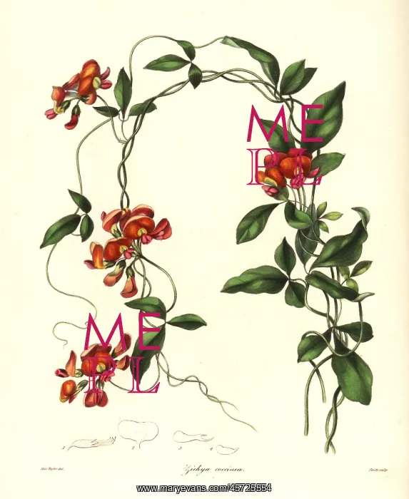 : Coral vine, Kennedia coccinea : Coral vine, Kennedia coccinea