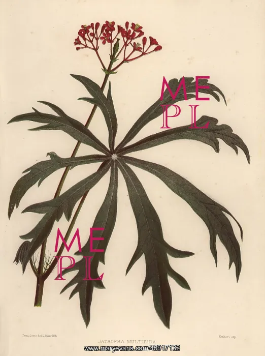 : Coralbush, Jatropha multifida : Coralbush, Jatropha multifida