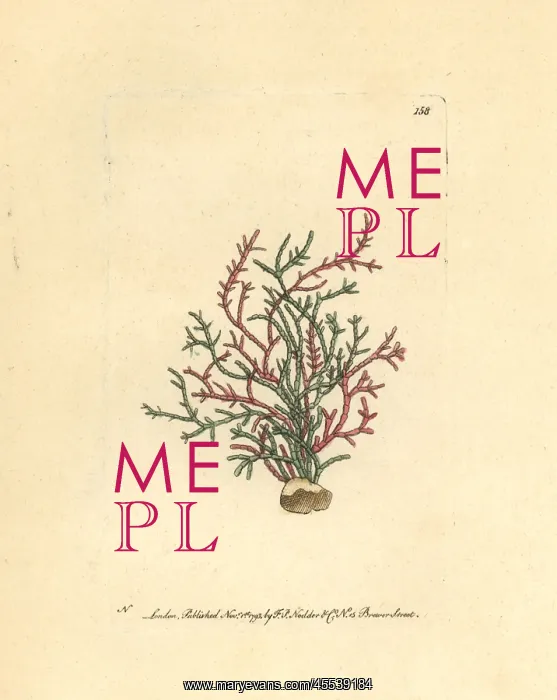 : Coralline algae, Corallina officinalis : Coralline algae, Corallina officinalis