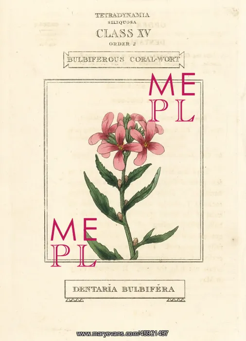 : Coralroot, Cardamine bulbifera : Coralroot, Cardamine bulbifera
