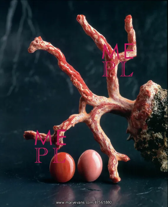 : Corals. Specimens of rough and polished coral : Corals. Specimens of rough and polished coral