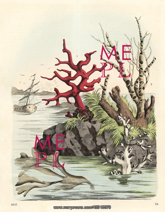: Corals and seaweeds : Corals and seaweeds