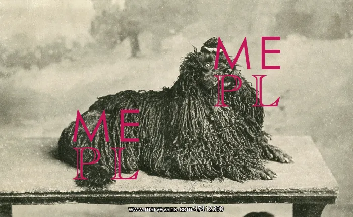 : CORDED POODLE (POSTCARD) : CORDED POODLE (POSTCARD)