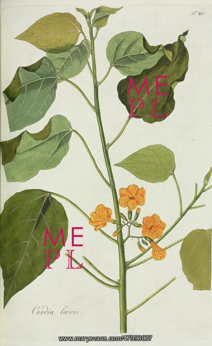 : Cordia laevis : Cordia laevis