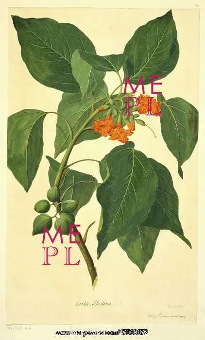 : Cordia subcordata, kou tree : Cordia subcordata, kou tree
