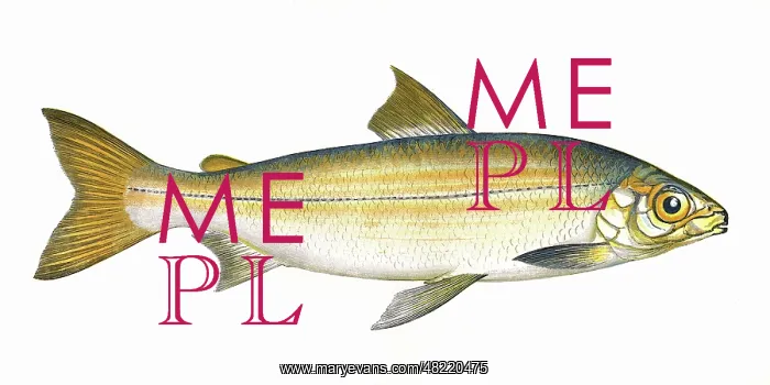 : Coregonus clupeoides, or Powan : Coregonus clupeoides, or Powan