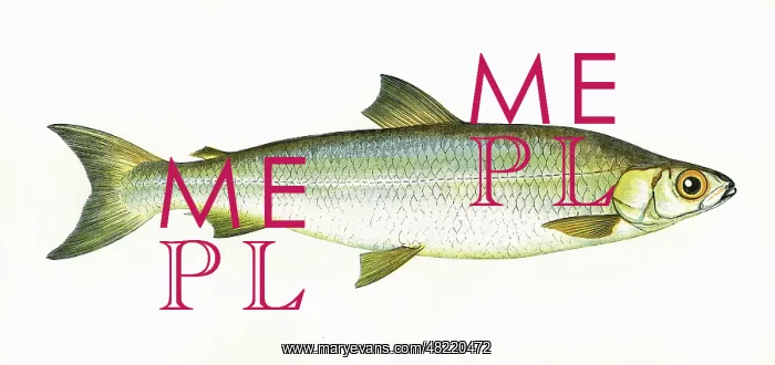 : Coregonus pollan, or Pollan : Coregonus pollan, or Pollan