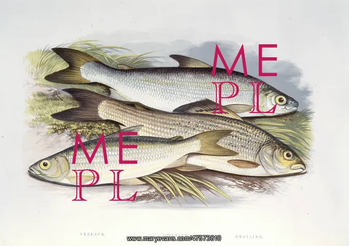 : Coregonus vandesius, C. clupeoides, Thymallus vulgaris : Coregonus vandesius, C. clupeoides, Thymallus vulgaris