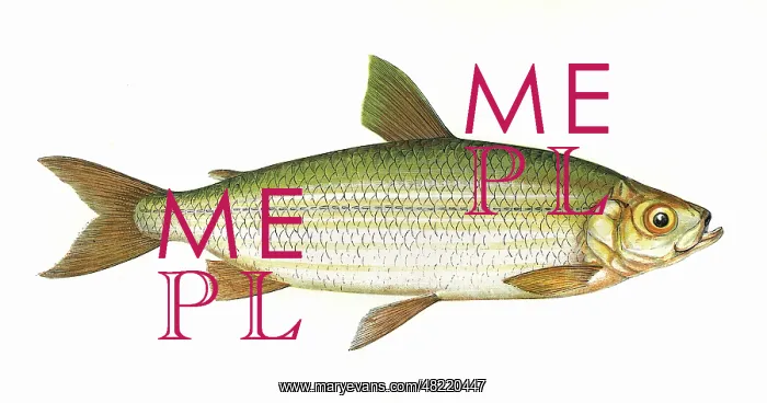 : Coregonus vandesius, or Vendace : Coregonus vandesius, or Vendace