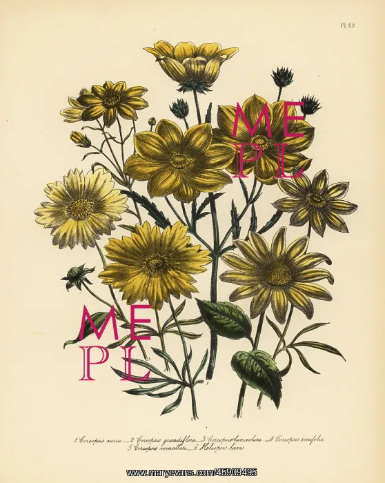 : Coreopsis species : Coreopsis species
