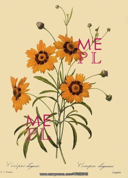 : Coreopsis tinctoria : Coreopsis tinctoria