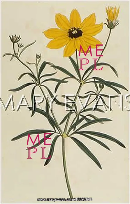  : COREOPSIS VERTICILLATA
