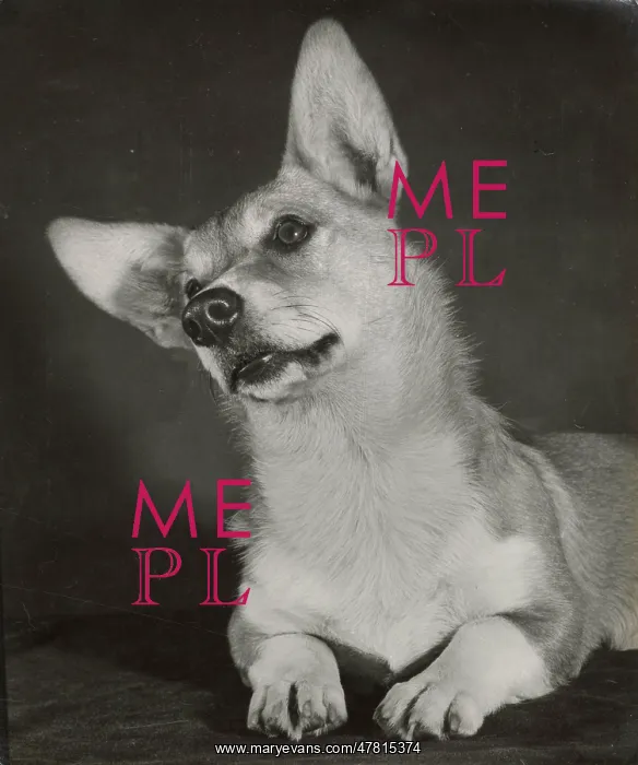  : Corgi dog