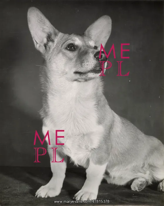  : Corgi dog