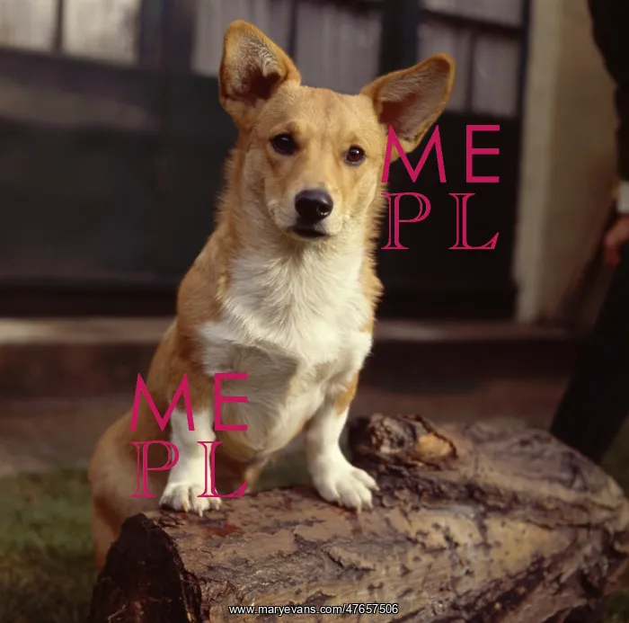  : Corgi dog on a log
