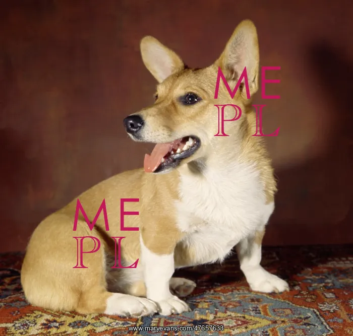 : Corgi dog on patterned carpet : Corgi dog on patterned carpet