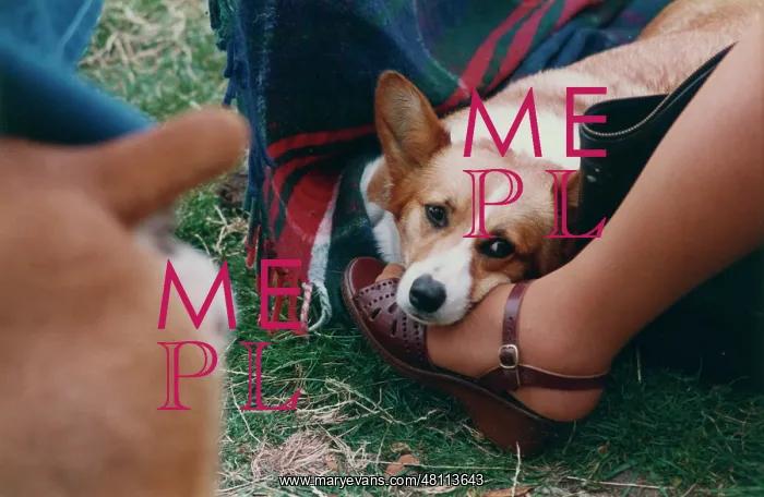 : Corgi dog resting on its owner's foot : Corgi dog resting on its owner's foot