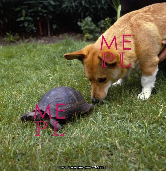 : Corgi dog and tortoise in a garden : Corgi dog and tortoise in a garden