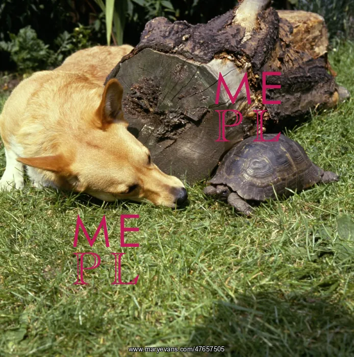 : Corgi dog and tortoise in a garden : Corgi dog and tortoise in a garden