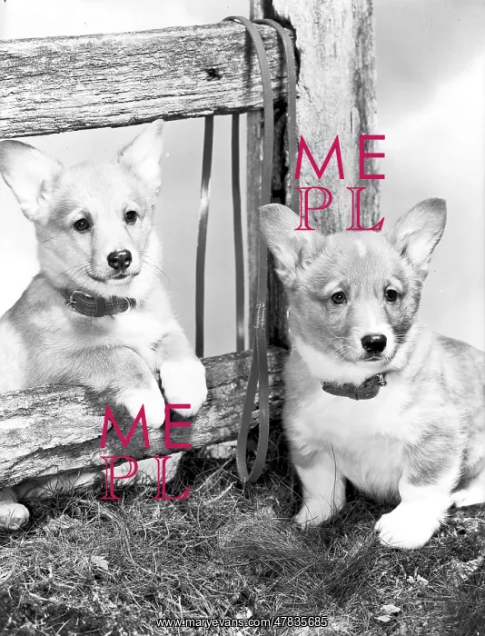: Corgi puppies : Corgi puppies