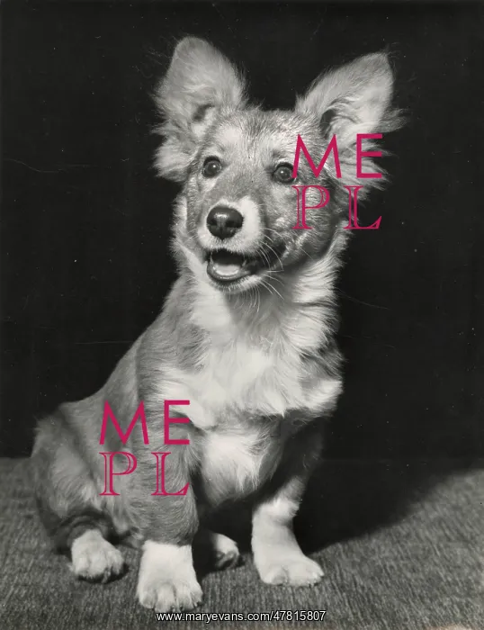  : Corgi puppy