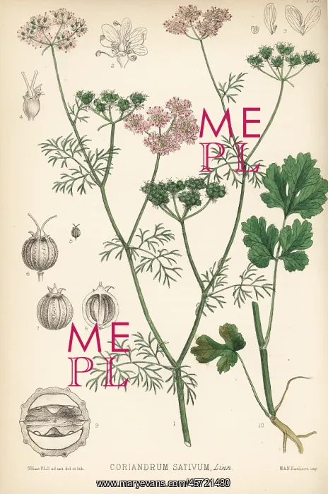 : Coriander, Coriandrum sativum : Coriander, Coriandrum sativum