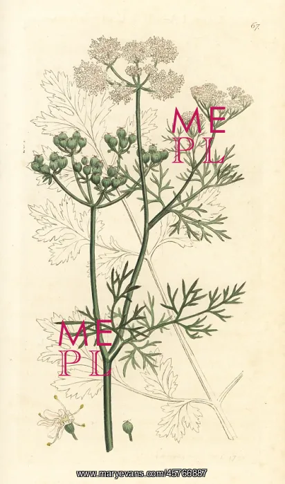 : Coriander, Coriandrum sativum : Coriander, Coriandrum sativum