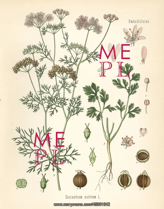 : Coriander, Coriandrum sativum : Coriander, Coriandrum sativum